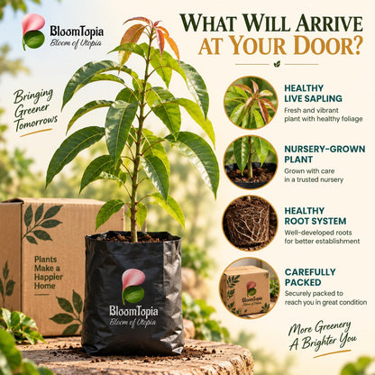 Illustrated plant, root close-ups and pack-presentation panel for Miyazaki Mango.