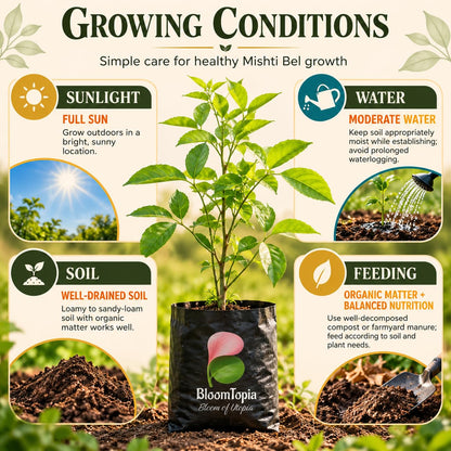 Sunlight, water, soil and feeding guide for Mishti Bel.