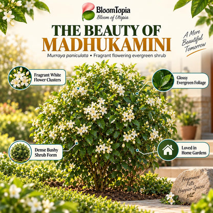 Illustration of mature Madhukamini Fragrant features with variety callouts.