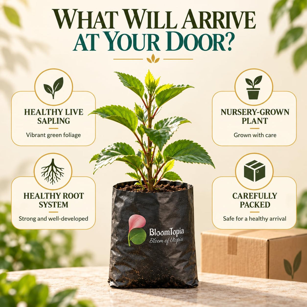Illustrated plant, root close-ups and pack-presentation panel for Hibiscus.