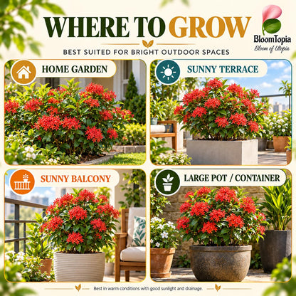Illustrated growing locations for Rangan Ixora.