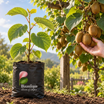 Illustration comparing young Kiwi Hybrid nursery growth with a mature plant.