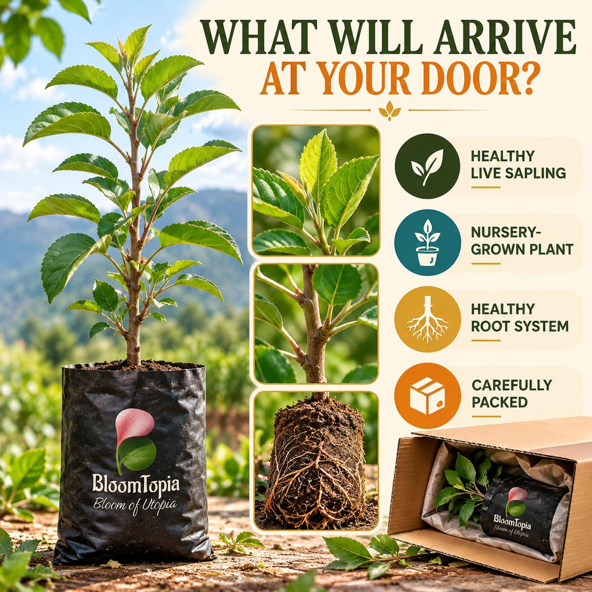 Illustrated plant, root close-ups and pack-presentation panel for Darjeeling Apple.