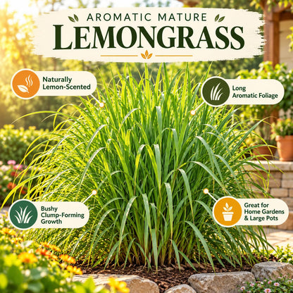 Illustration of mature Lemongrass features with variety callouts.