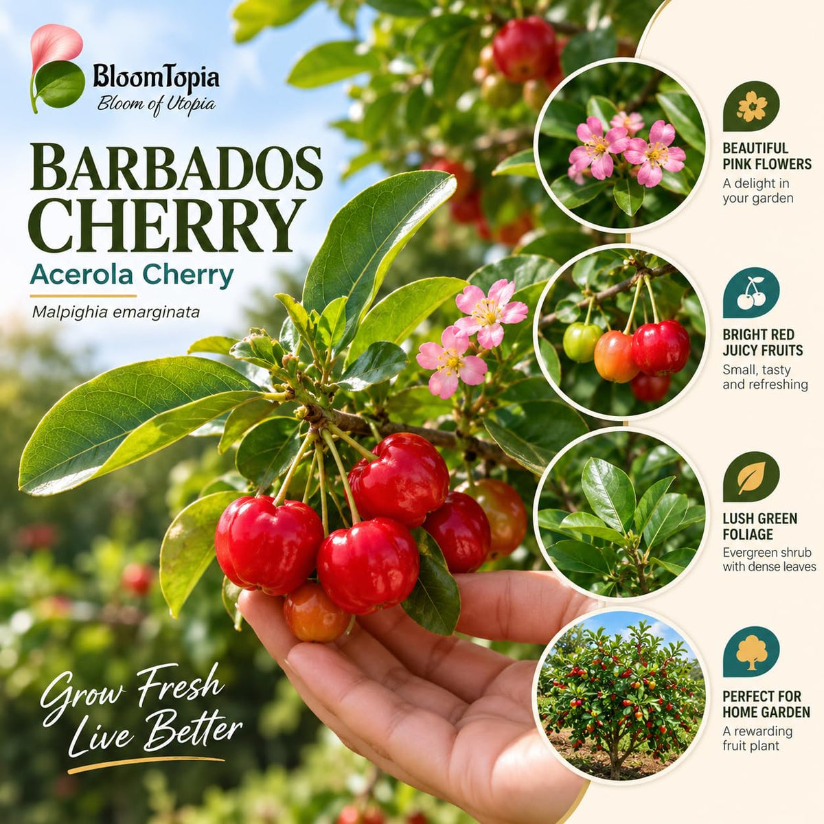 Illustration of mature Barbados Cherry features with variety callouts.