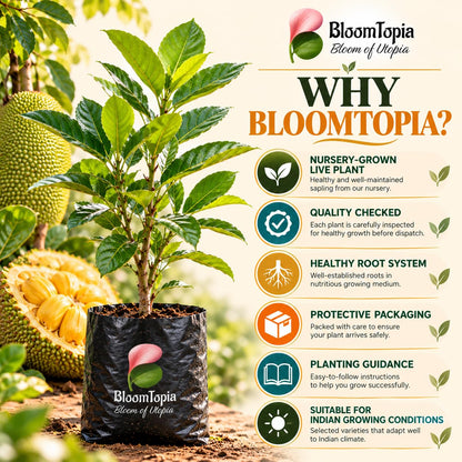 BloomTopia plant-handling and brand-information panel featuring Vietnam Super Early Jackfruit.