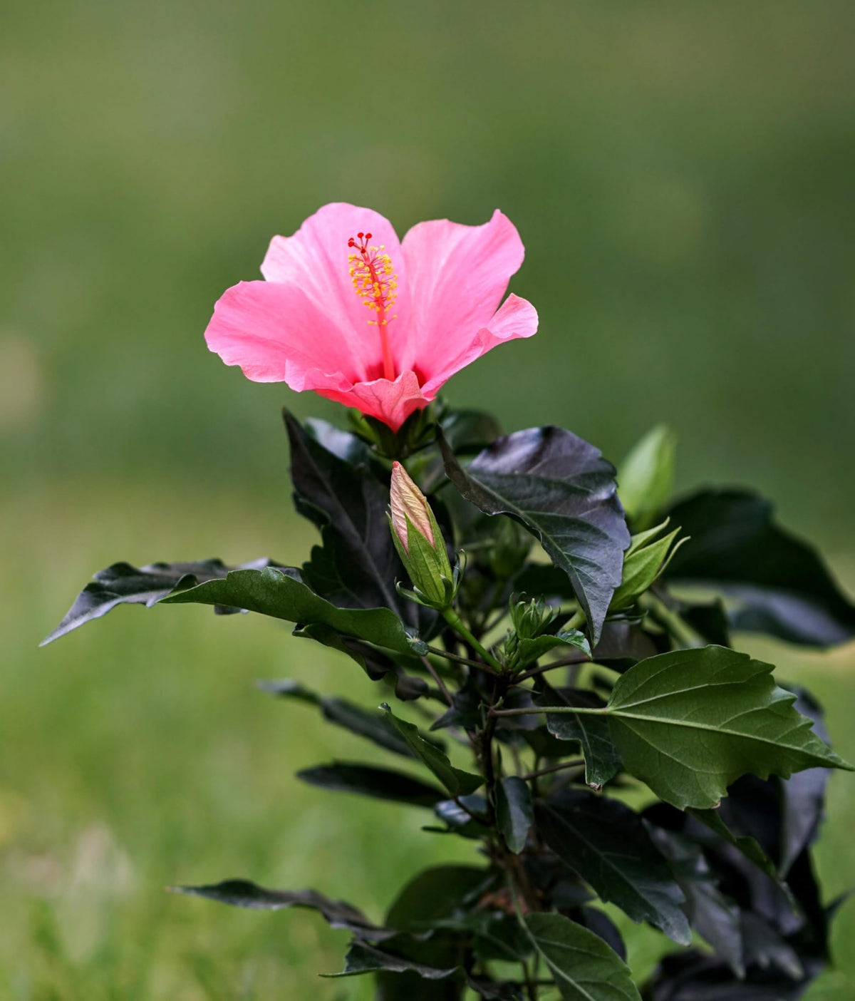 Pink hibiscus flower on a small plant.