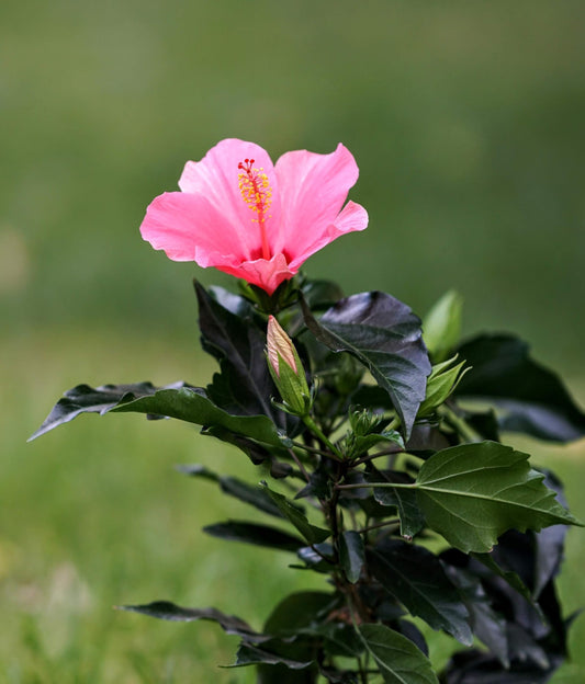 Pink hibiscus flower on a small plant.
