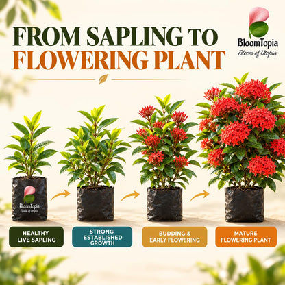 Illustrated growth stages for Rangan Ixora, from young plant to mature growth.