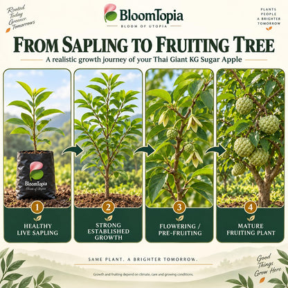 Illustrated growth stages for Thai Giant KG Sugar Apple Sitafal, from young plant to mature growth.