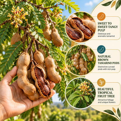 Illustration of mature Sweet Tamarind (Misthi Tetul) features with variety callouts.