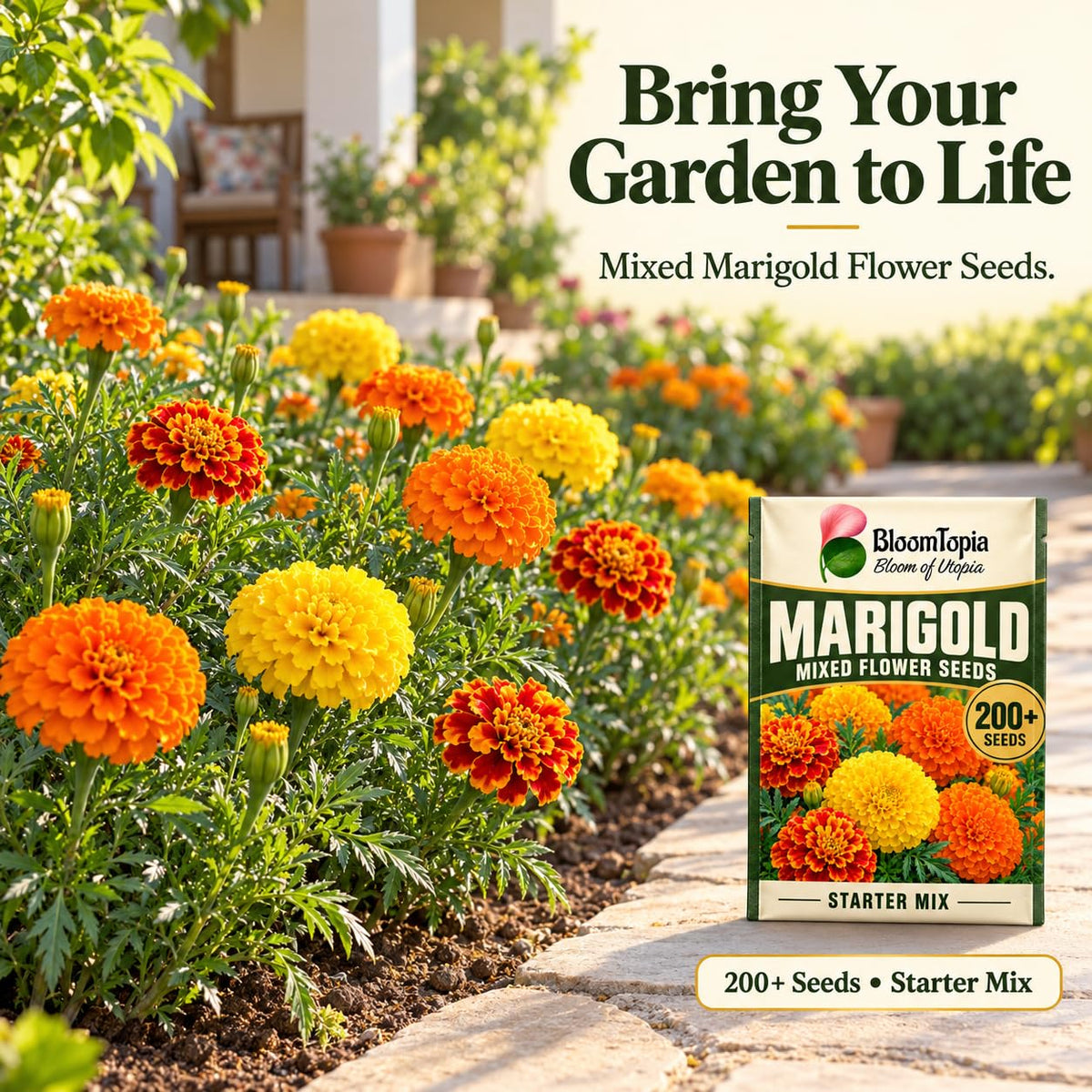 Illustration of marigolds growing in garden beds and pots.