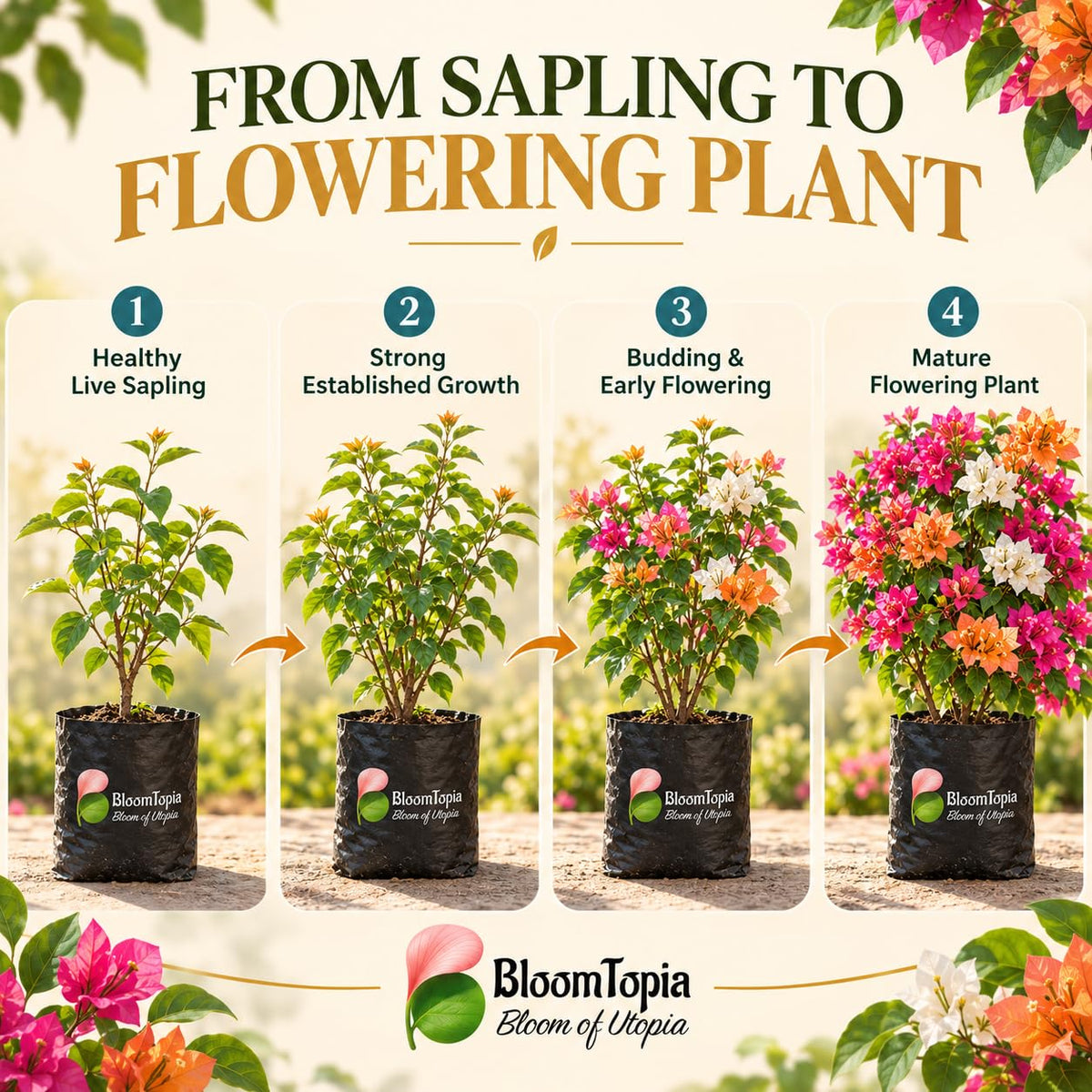Illustrated growth stages for Bougainvillea, from young plant to mature growth.