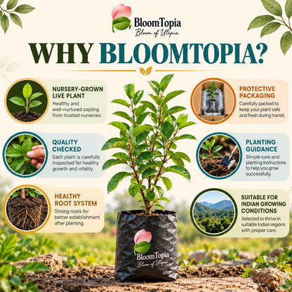 BloomTopia plant-handling and brand-information panel featuring Anna Apple.