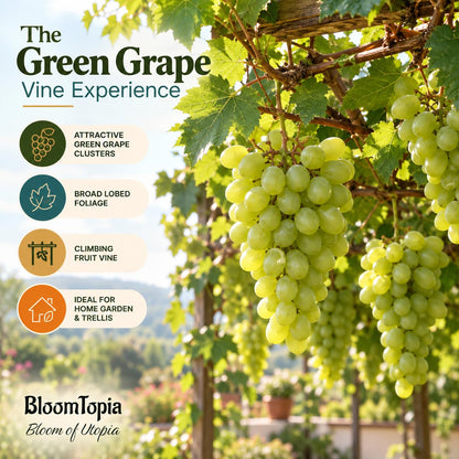 Illustration of mature Green Grapes (Angur) Vine features with variety callouts.