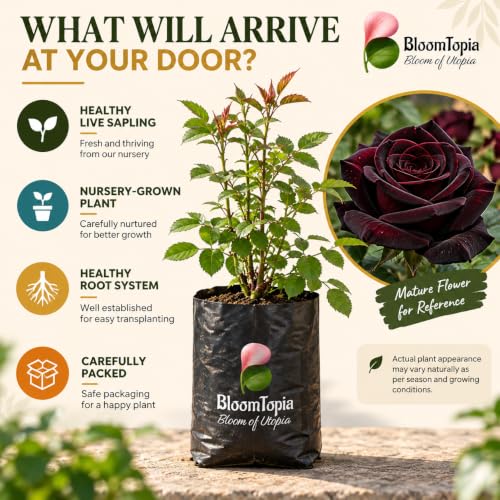 Illustrated plant, root close-ups and pack-presentation panel for Dark Burgundy Rose.