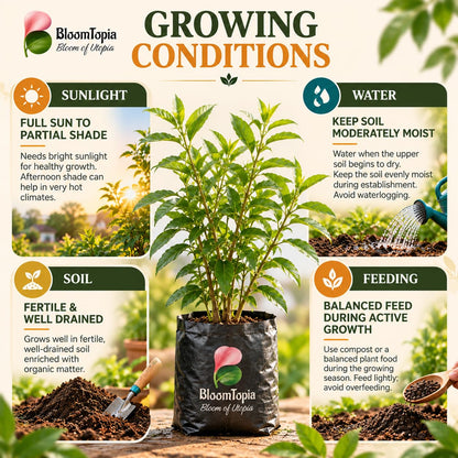 Sunlight, water, soil and feeding guide for Raat Ki Rani Night Blooming Jasmine.