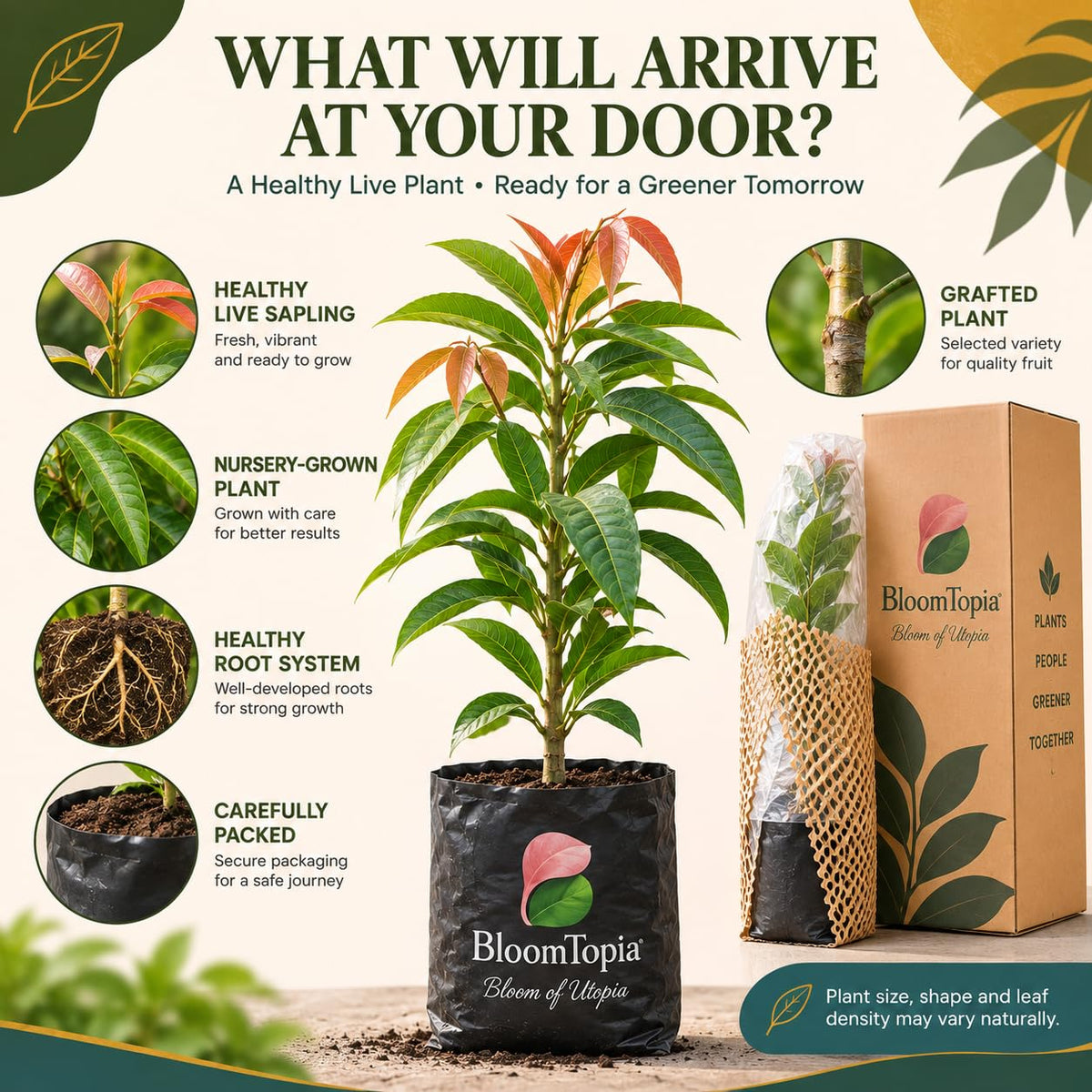 Illustrated plant, root close-ups and pack-presentation panel for Miyazaki Mango.
