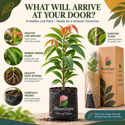 Illustrated plant, root close-ups and pack-presentation panel for Miyazaki Mango.