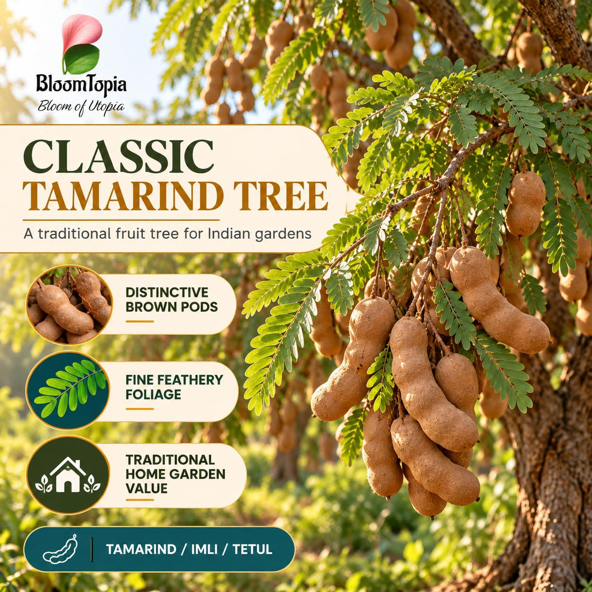 Illustration of mature Tamarind (Imli/Tetul) features with variety callouts.