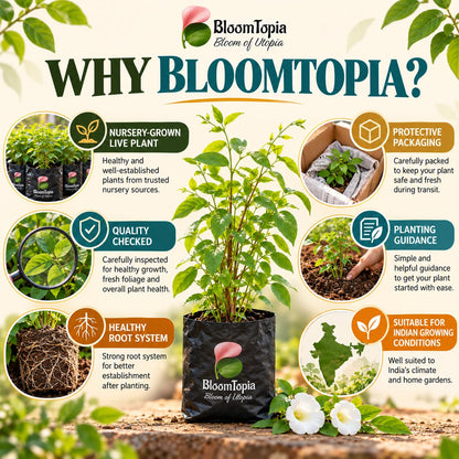 BloomTopia plant-handling and brand-information panel featuring White Aparajita.