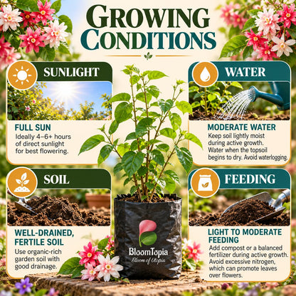 Sunlight, water, soil and feeding guide for Double Petal Madhumalti Rangoon Creeper.