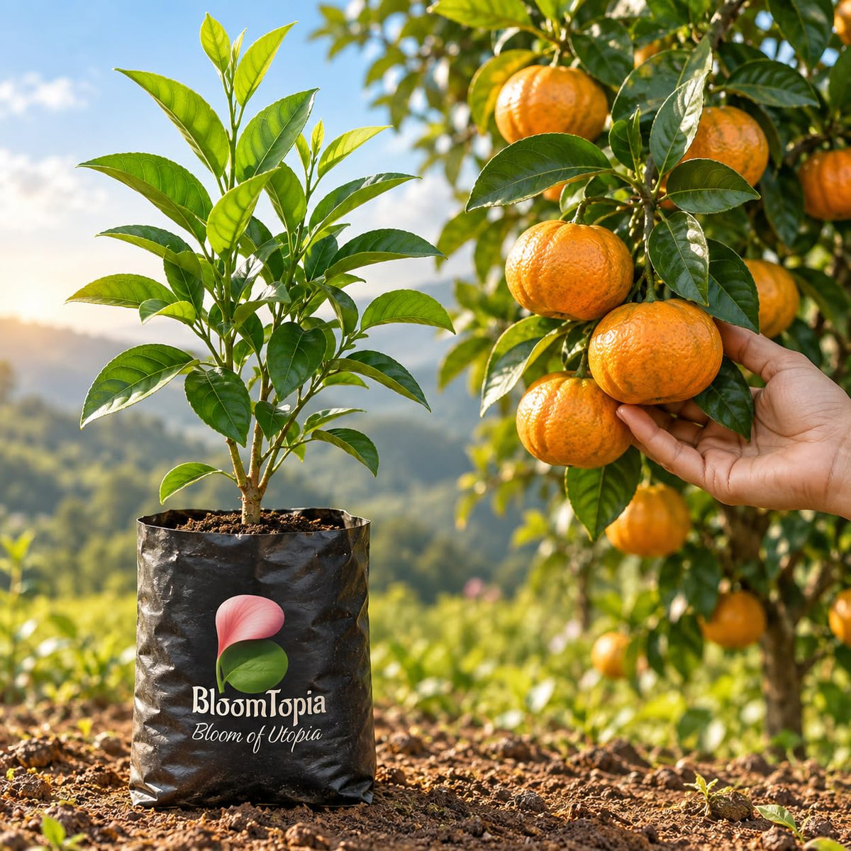 Illustration comparing young Darjeeling Orange nursery growth with a mature plant.