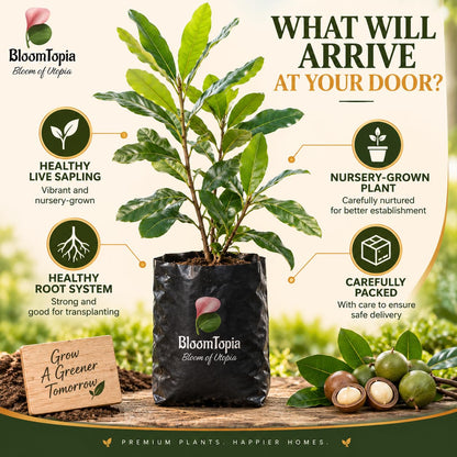 Illustrated plant, root close-ups and pack-presentation panel for Macadamia Nut.