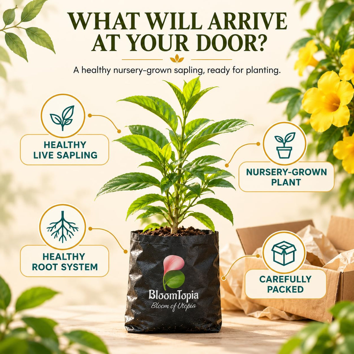 Illustration of a young Allamanda Golden Trumpet plant, roots and protective packing.