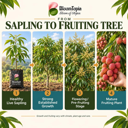 Illustrated growth stages for Muzaffarpur Shahi Litchi, from young plant to mature growth.