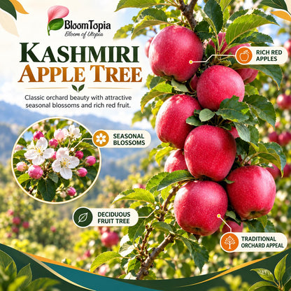 Illustration of mature Kashmiri Apple features with variety callouts.
