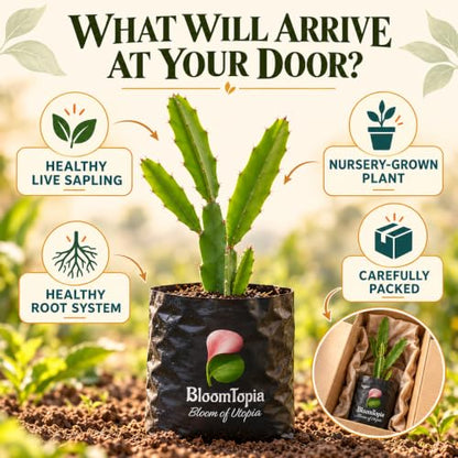 Illustrated plant, root close-ups and pack-presentation panel for Yellow Dragon Fruit.