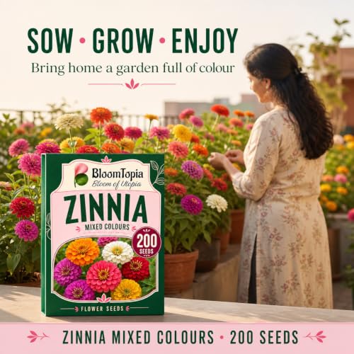Gardener beside colourful zinnia flowers.