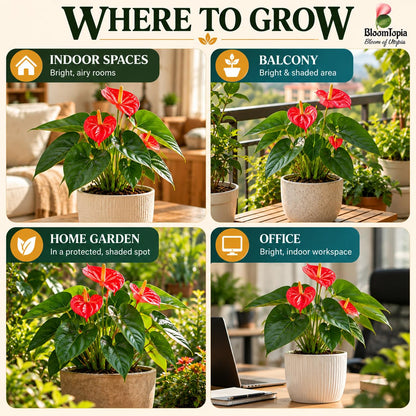 Illustrated growing locations for Anthurium Red.