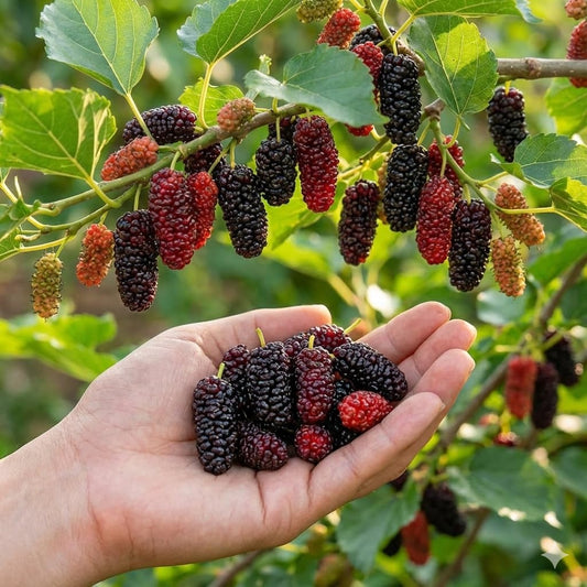 Long mulberries on a branch and held in a hand.