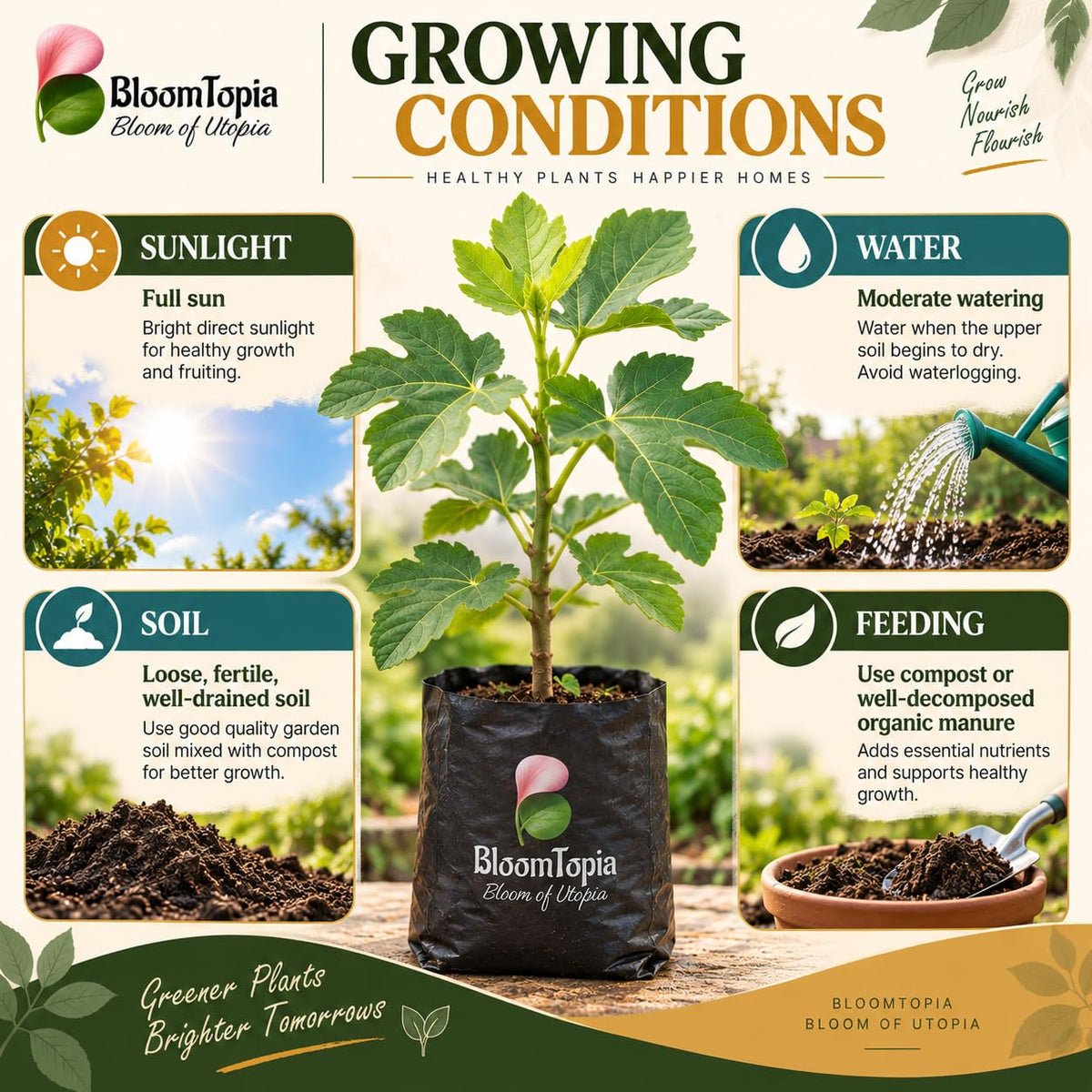 Sunlight, water, soil and feeding guide for Poona Anjeer Fig.