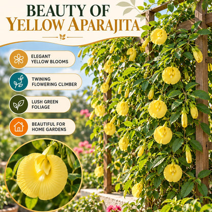 Illustration of mature Yellow Aparajita features with variety callouts.