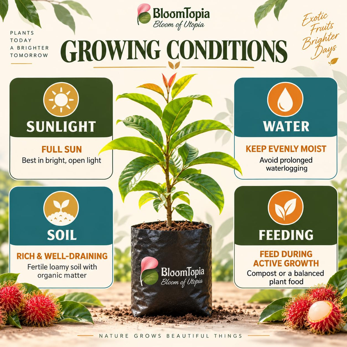 Sunlight, water, soil and feeding guide for Exotic Red Rambutan.
