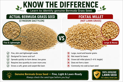Illustrated grass seed and other grain comparison.