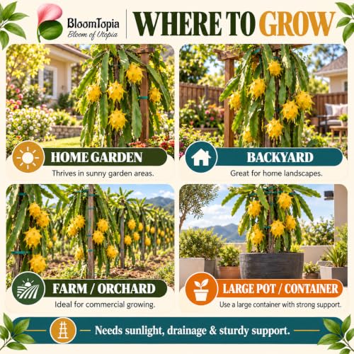 Illustrated growing locations for Yellow Dragon Fruit.