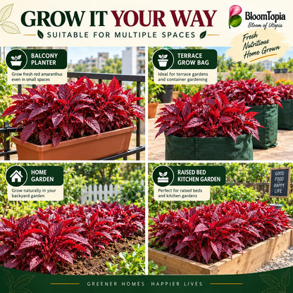 Illustrated places to grow red amaranthus.