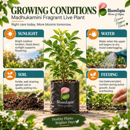 Sunlight, water, soil and feeding guide for Madhukamini Fragrant.