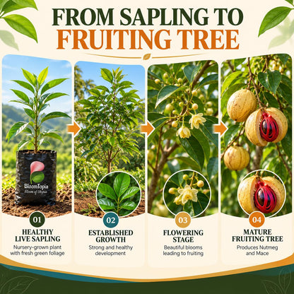 Illustrated nutmeg plant growth stages.