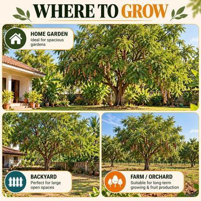 Illustrated growing locations for Tamarind (Imli/Tetul).