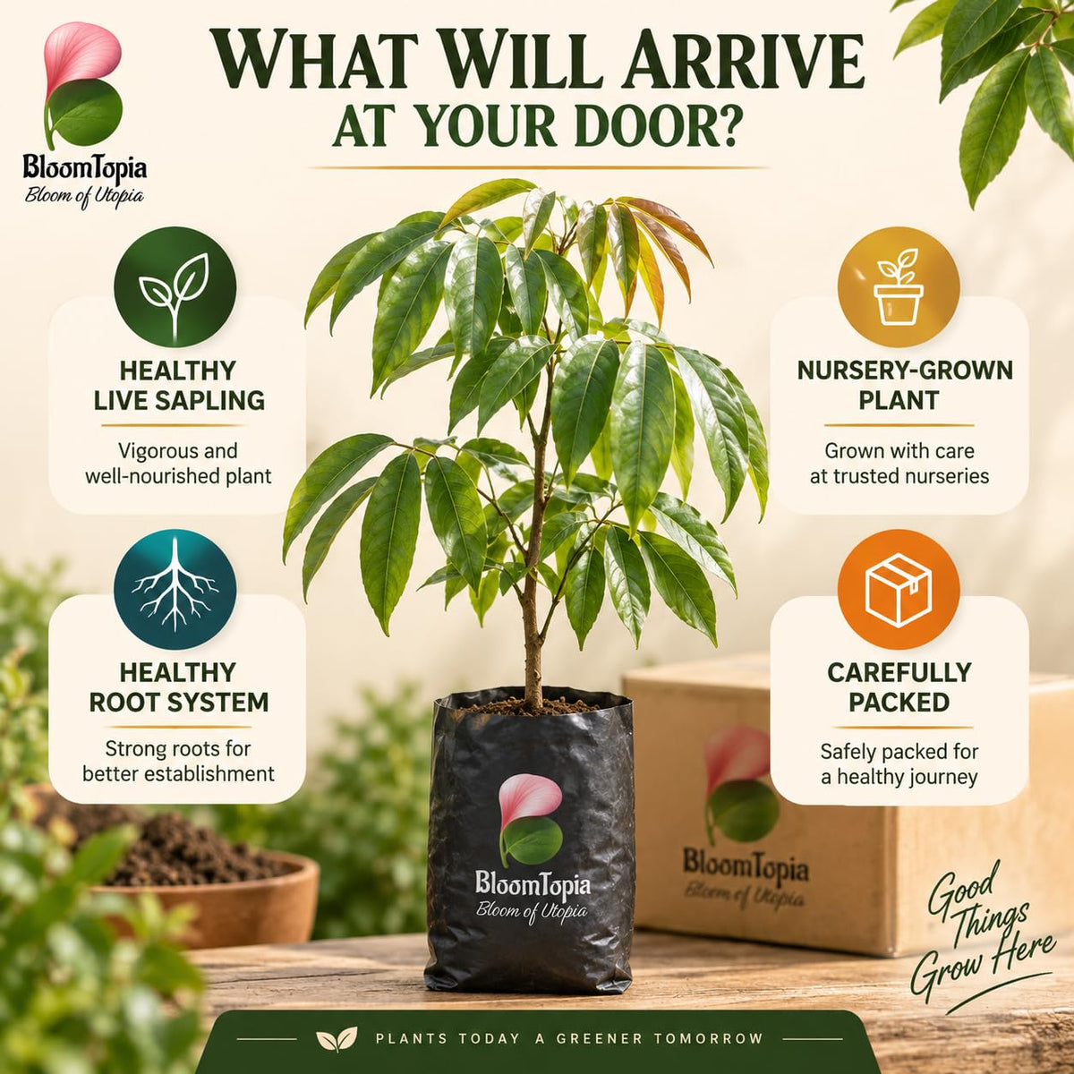 Illustrated plant, root close-ups and pack-presentation panel for Muzaffarpur Shahi Litchi.