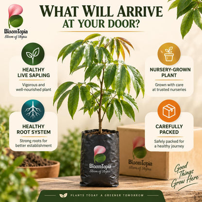 Illustrated plant, root close-ups and pack-presentation panel for Muzaffarpur Shahi Litchi.