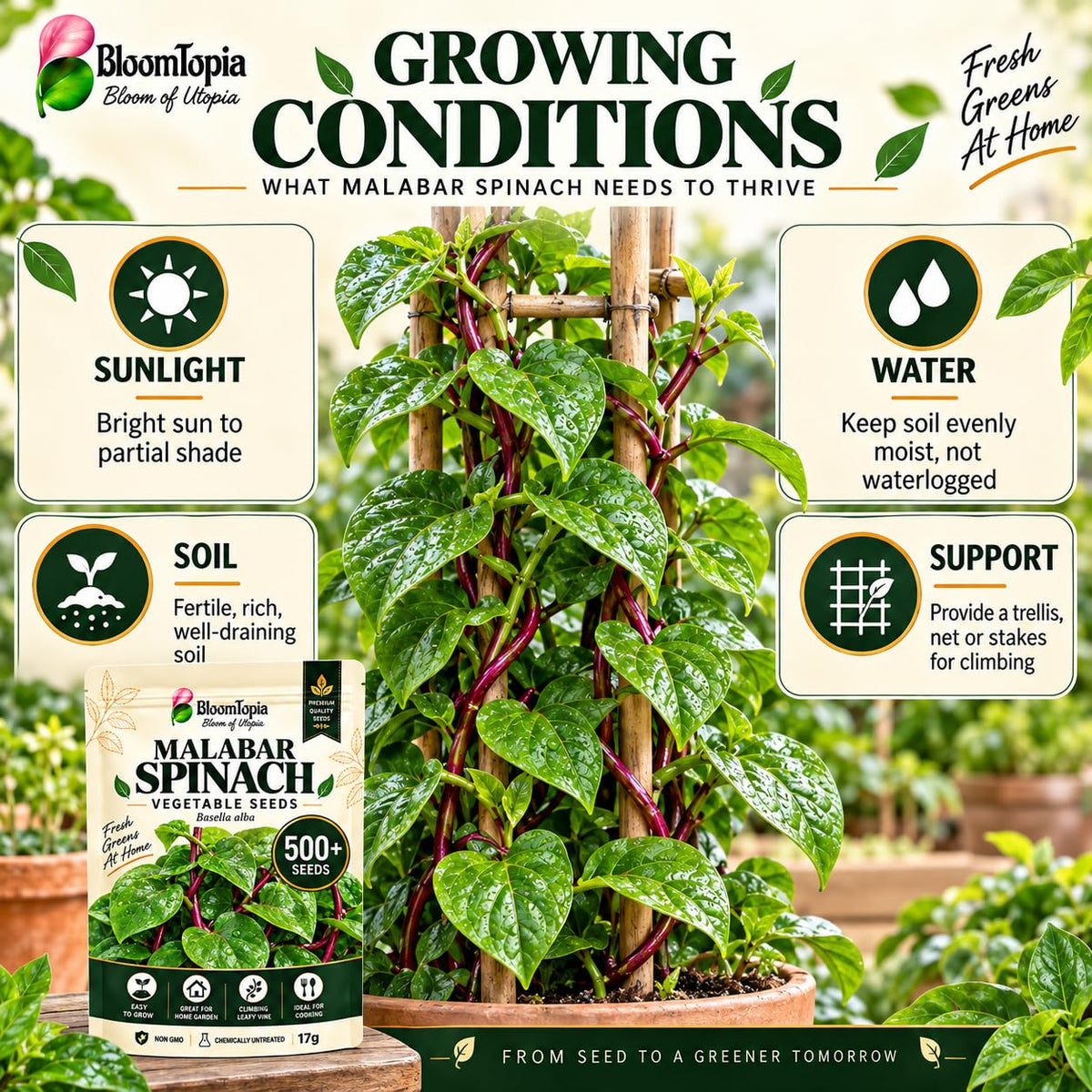 Malabar spinach sunlight, moisture, soil and trellis guide.
