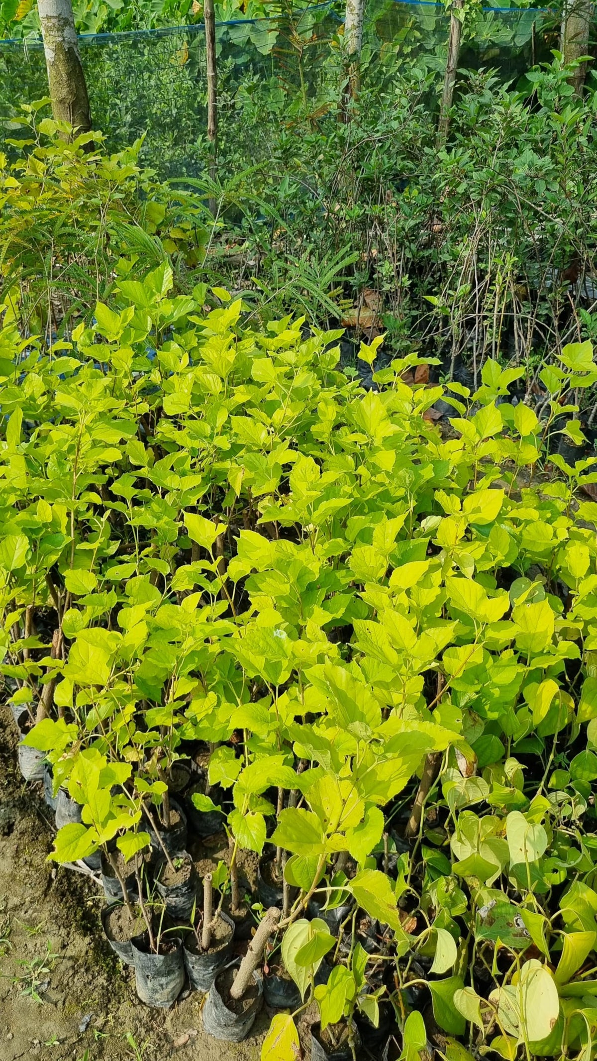 Young mulberry plants in a nursery.