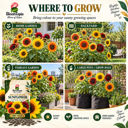 Pots, beds and terrace locations for sunflowers.