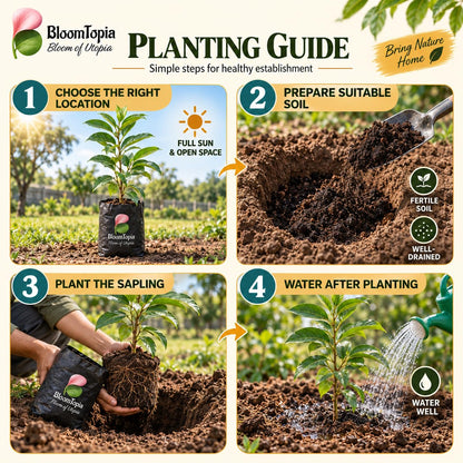 Step-by-step planting illustration for Thai KG 10 Black Jamun.